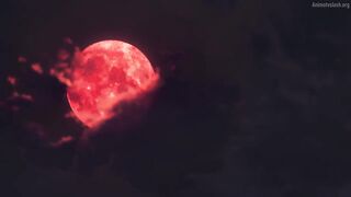 Fatestrange Fake Episodes 7