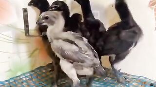 Birds and their abode