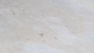 Beautiful bird