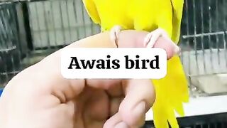 Red beak yellow