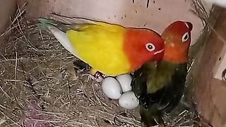 Parrot beauty