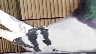 Neck of pigeon