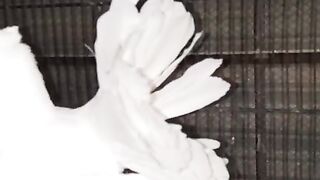 Legs of pigeon