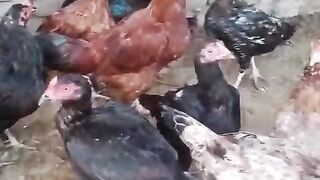 Many chicken