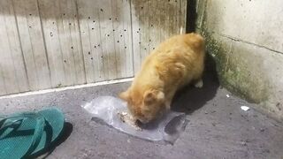 Wild Cat hungry