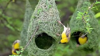 Nature's architectural master, builds  houses like works of art