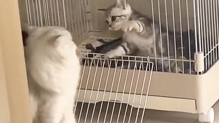 The Great Crate Escape: Kitten vs. Big Fluff! ????