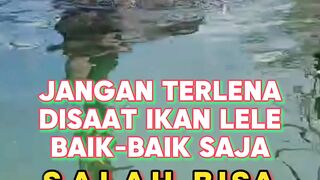 Jangan TERLENA disaat ikan lele BAIK-BAIK saja❗BAHAYA bisa datang KAPANPUN