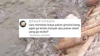 Lele jadi 3 kali cepat BESAR dengan CARA mudah ini