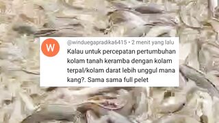 Lele dikolam TANAH, jaring KERAMBA, dan kolam TERPAL❗Cepat besar mana❓