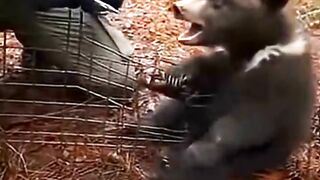 Ranger Frees Bear Cub — Mother Bear Charges
