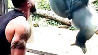 A Day With A Gorilla