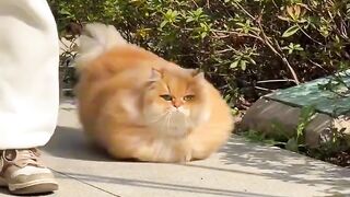 Cute cat