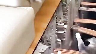 compilation cat cute very funny
