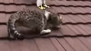 Cat top the roof vs eagle