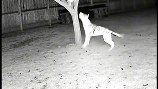 Woman Thief  Runs From Dog And Branch Breaks Under Her! #RawCCTV #cctvfootage #hero