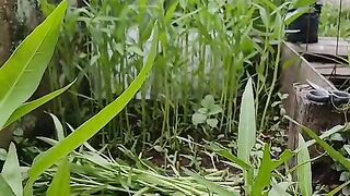 Water spinach harvesting techniques in front of the house