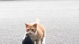 Cat and bird very funny ????????