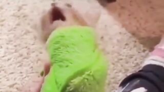 Which cat meme is your #cat #funny #memes