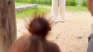 Little Orangutan Surprised by His Human Mom ????