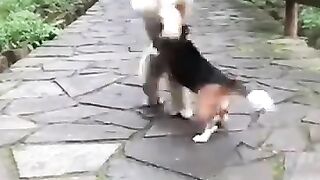 A Beagle and a Monkey’s Unbreakable Loving Bond ????