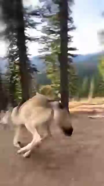 Wolf Gives His Savior Doctor One Last Hug