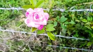 Abdur Rahman Mosad recitation