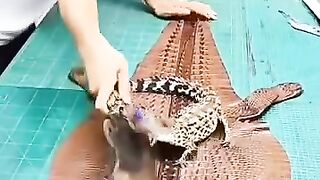 Manufacturing belt from crocodile leather