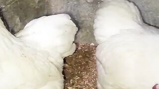 Two three four