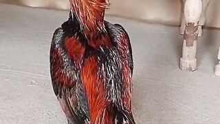 Peela chicken