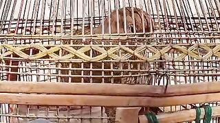 Cage may kia hax