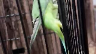 Green raw parrot