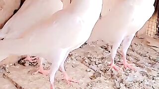 White kabootar