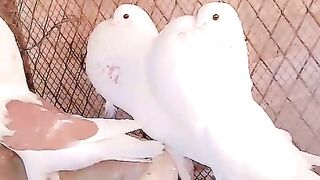 Piheon two