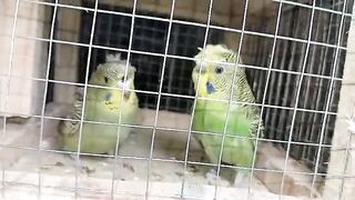 Green budgies