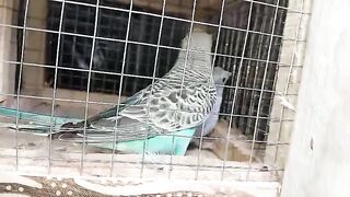 Beautiful budgies
