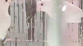 White budgies or what
