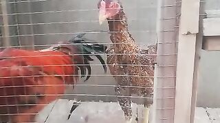 Incacinated chicken