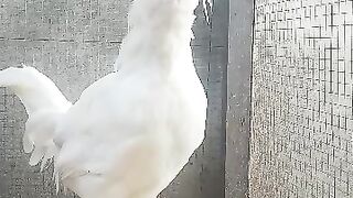 Bootki wala chicken