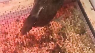 Standing in the brooder