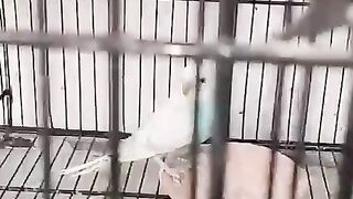 Birds goes