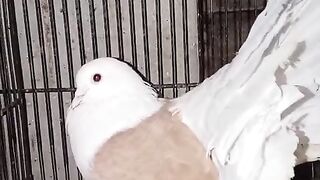 Shirt of the pigeon