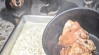 Cachorro