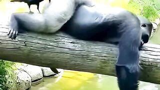 Who gave the punch?