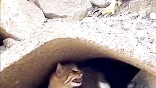 A mother protects her child with all her might