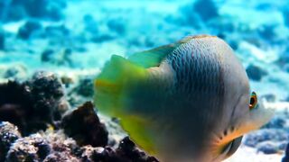 Peixe no mar azul