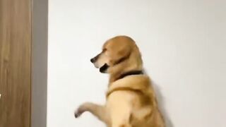 Cachorro ????