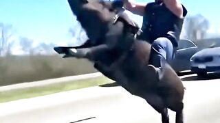 Pig Bike