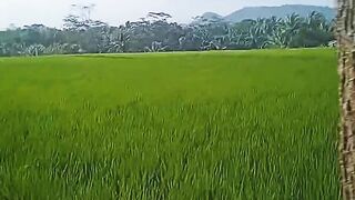 Vlog in the rice fields