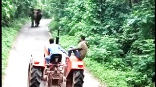 Elephant attack